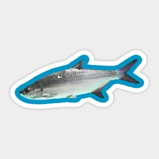 Atlantic Tarpon Sticker